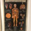 Série de 4 planches anatomie – Image 3