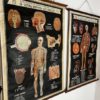 Série de 4 planches anatomie – Image 5
