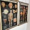 Série de 4 planches anatomie – Image 11