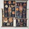 Série de 4 planches anatomie – Image 12