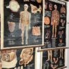 Série de 4 planches anatomie – Image 13