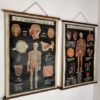 Série de 4 planches anatomie – Image 9