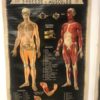 Série de 4 planches anatomie – Image 4
