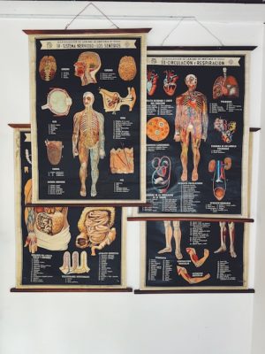 Série de 4 planches anatomie