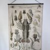 Grand poster Morphologie d’une ecrevisse – Image 6