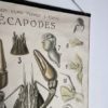 Grand poster Morphologie d’une ecrevisse – Image 3