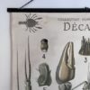 Grand poster Morphologie d’une ecrevisse – Image 4
