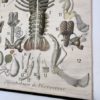 Grand poster Morphologie d’une ecrevisse – Image 13