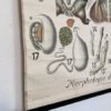 Grand poster Morphologie d’une ecrevisse – Image 11