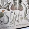 Grand poster Morphologie d’une ecrevisse – Image 10