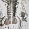 Grand poster Morphologie d’une ecrevisse – Image 9