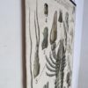 Grand poster Morphologie d’une ecrevisse – Image 8