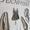 Grand poster Morphologie d’une ecrevisse – Image 2